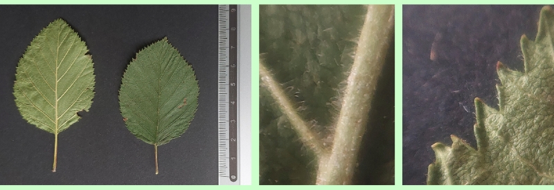 Grün-Erle: Blattdetails