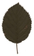 Grün-Erle, Blatt