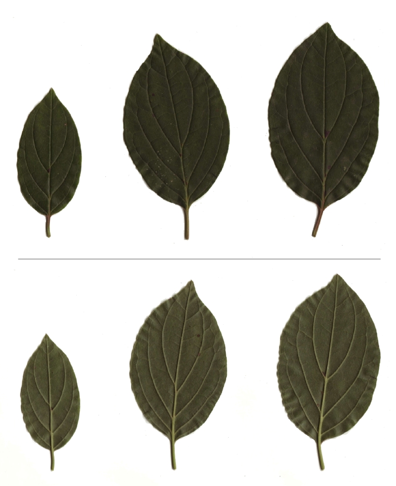 Roter Hartriegel: Blattober- u. Unterseiten 