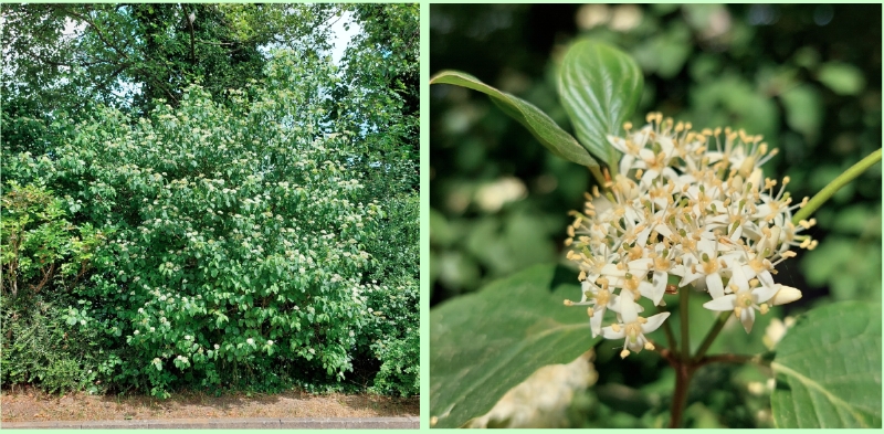 Blütenstände am Roten Hartriegel im Mai