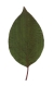 Roter Hartriegel, Blattoberseite