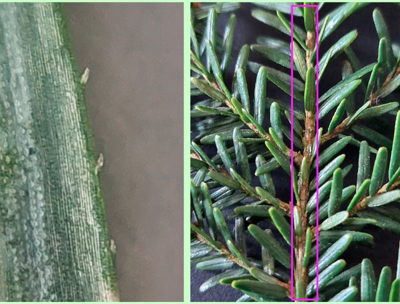 Kanadische Hemlocktanne: Nadeldetails