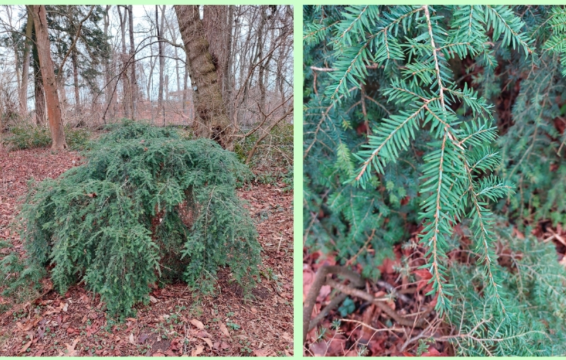 Kanadische Hemlocktanne 'Nana'