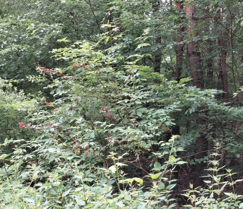 Roter Holunder im Wald