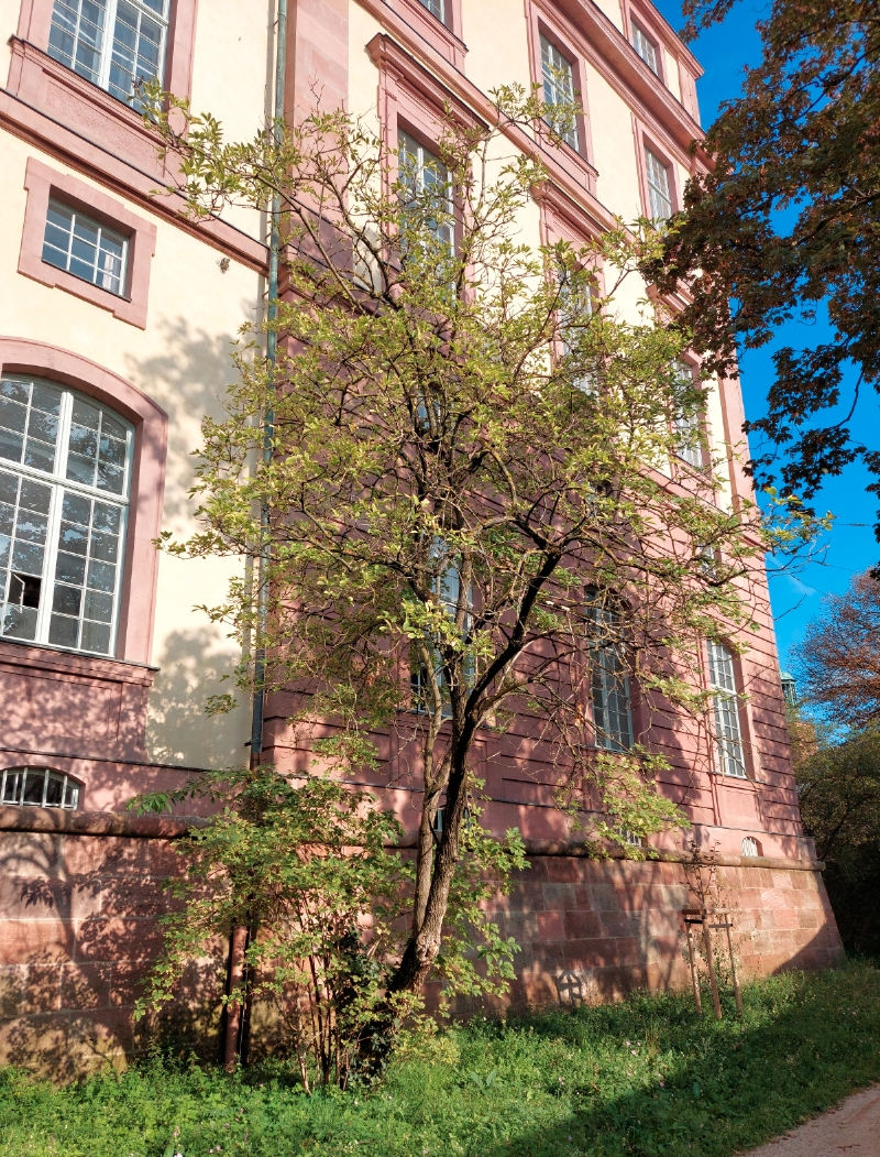 Schwarzer-Holunder als Baum