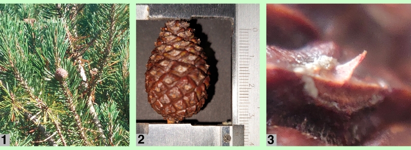 Zapfen der Latschen-Kiefer
