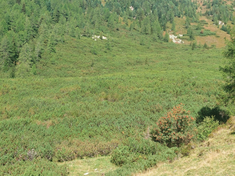Dichter Bestand von Latschen-Kiefern
