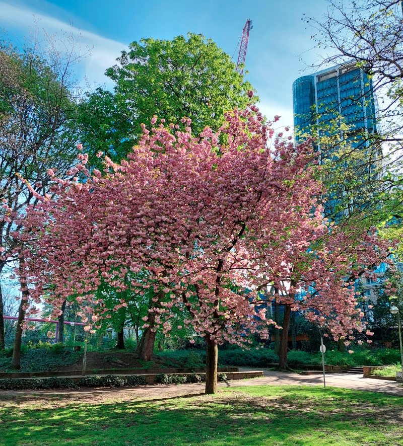 Japanische Blüten-Kirsche