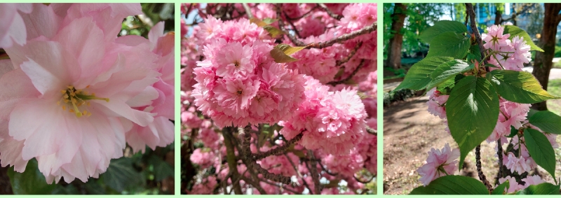 Blüten der Japanischen Blüten-Kirsche