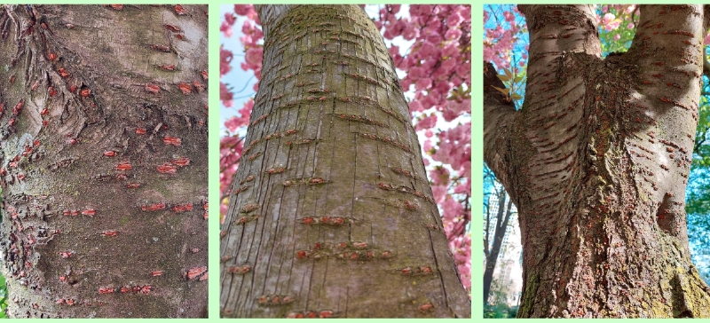 Borken der Japanischen Blüten-Kirsche