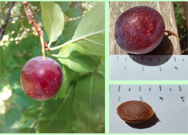 Frucht einer Kirsch-Pflaume
