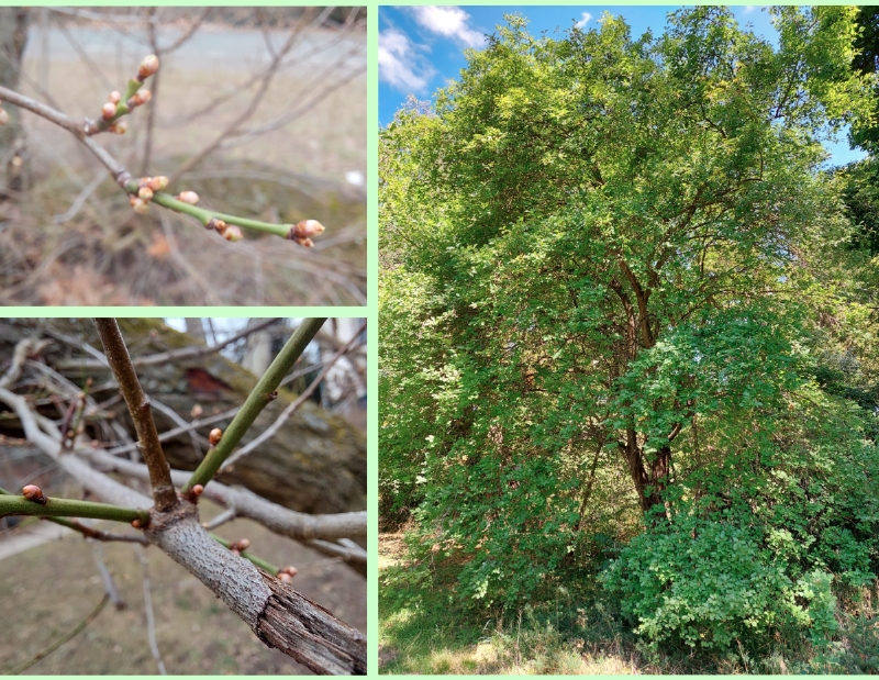 Kirsch-Pflaume: Knospen und Habitus