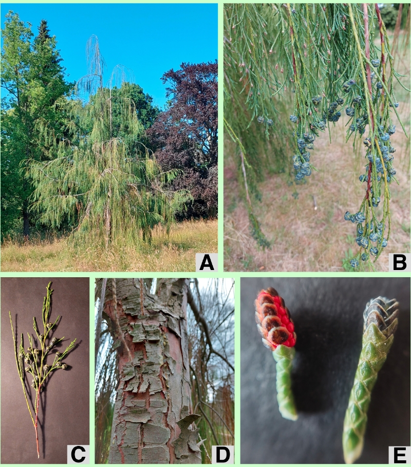 Chameacyparis lawsoniana 'Imbricata pendula'