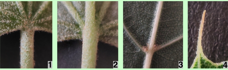 Henrys Linde: Blattdetails