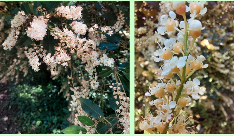 Blüten der Portugiesischen  Lorbeerkirsche