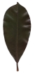 Immergrüne Magnolie, Blatt