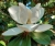Immergrüne Magnolie, Blüte