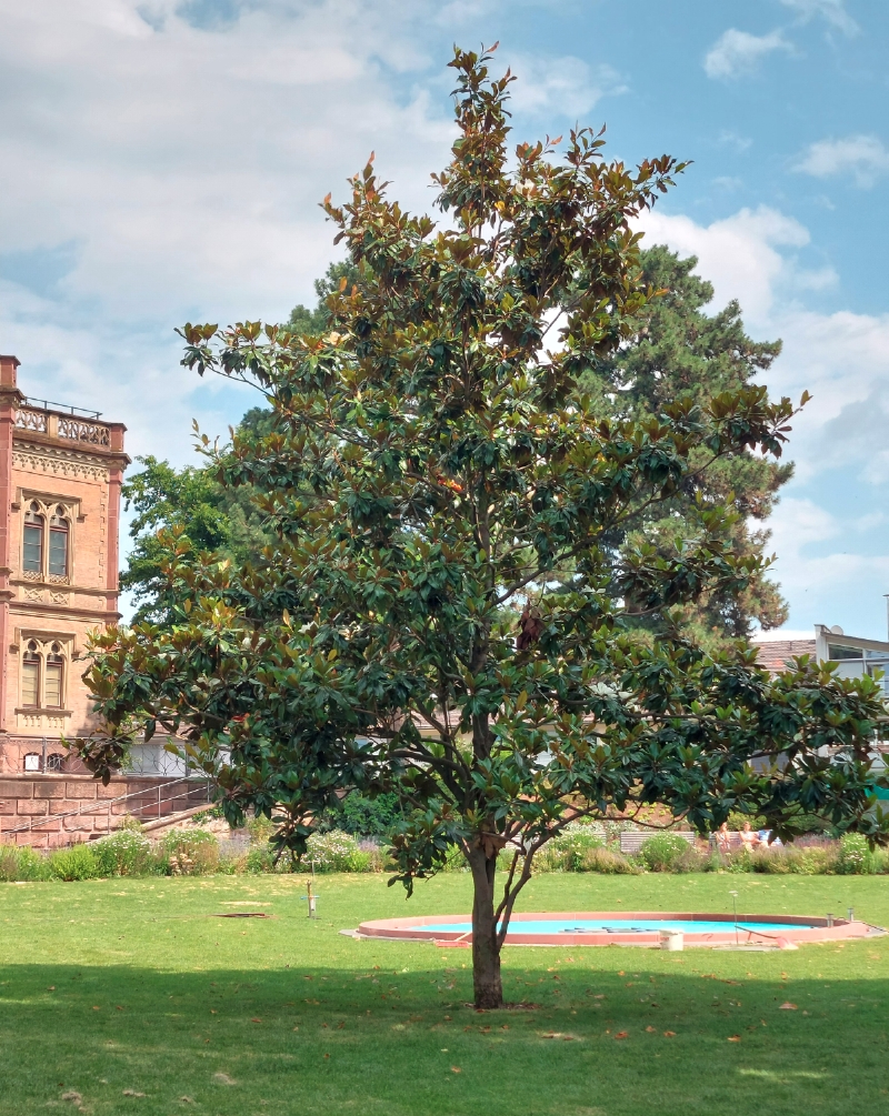 Immergrüne Magnolie