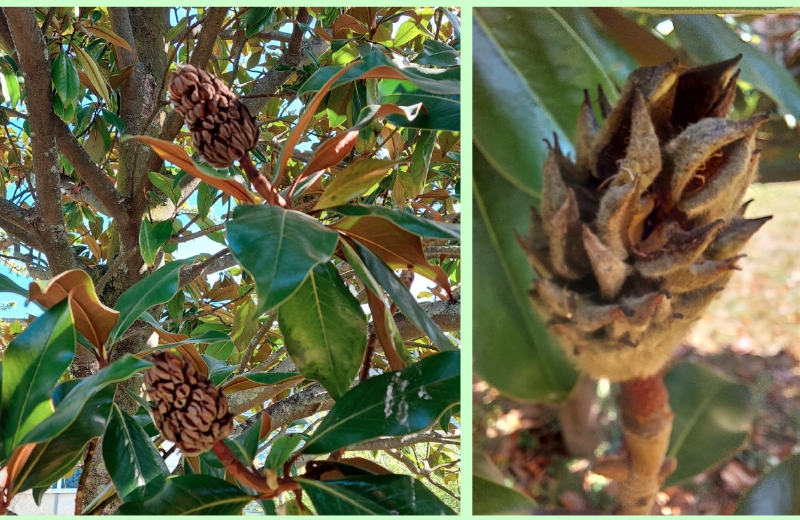 Früchte der Immergrünen Magnolie