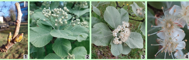 Echte Mehlbeere: Knospen und Blüten