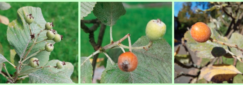 Echte Mehlbeere: Früchte