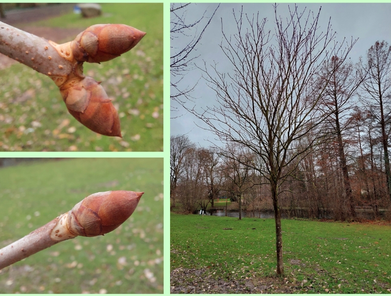 Knospen und Habitus der Gelbroten Pavie Ende Dezember