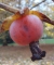 Persimone, Beeren-Frucht