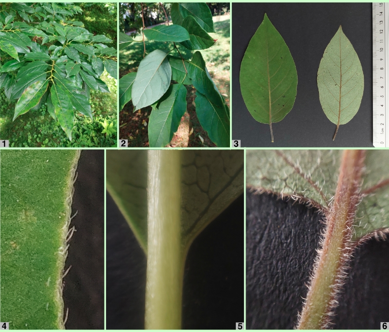 Persimone: Blattdetails