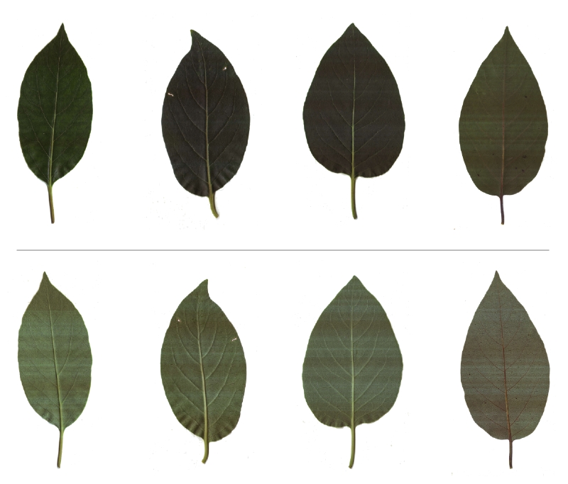 Persimone: Blattober- u. Unterseiten
