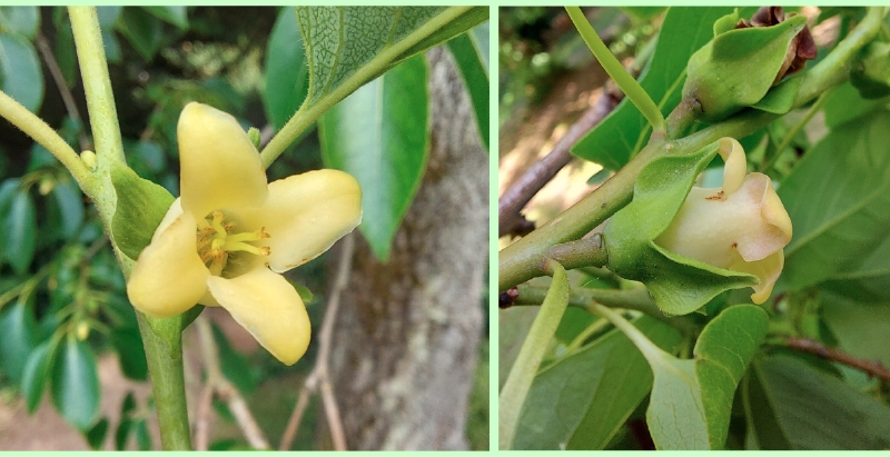 Weibliche Blüten der Persimone