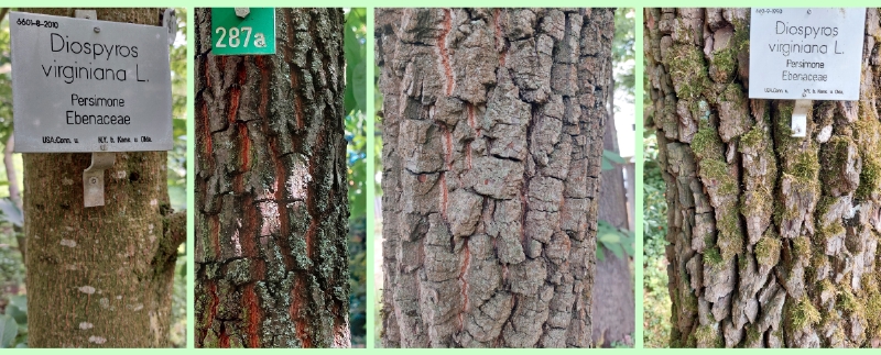 Borken der Persimone