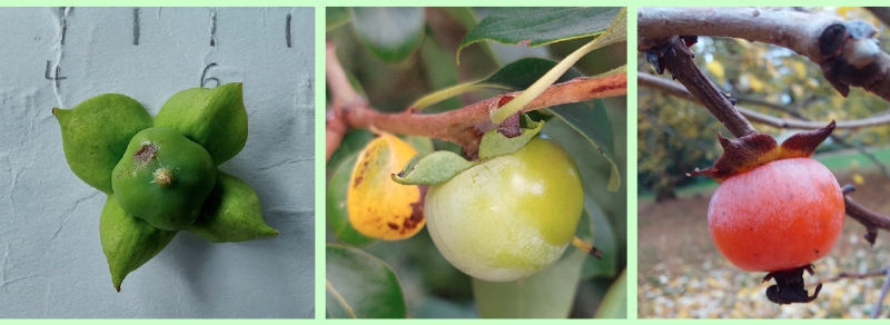 Früchte der Persimone in unterschiedlichen Reifestadien