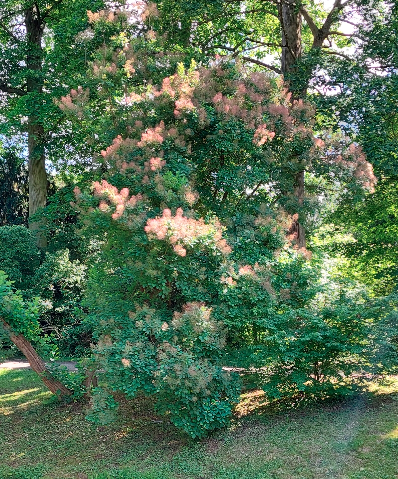 Roter Perückenstrauch