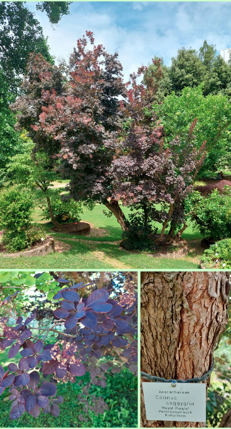 Gewöhnlicher Perückenstrauch 'Royal Purple'
