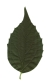 Europäischer Pfeifenstrauch, Blatt