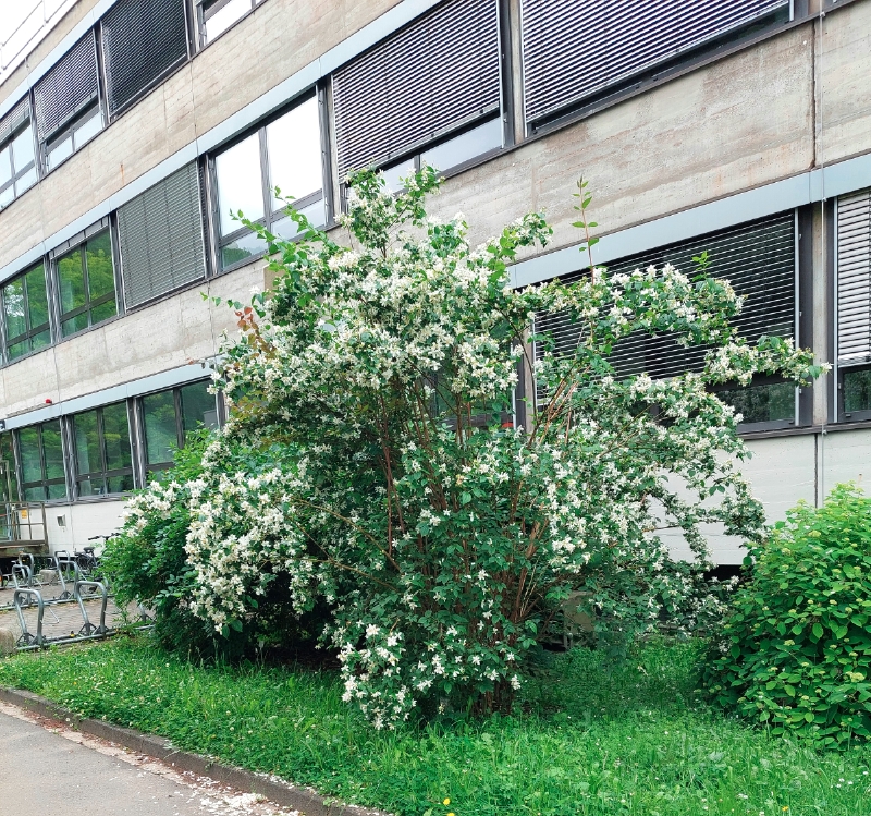Europäischer Pfeinstrauch