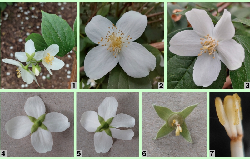 Europäischer Pfeifenstrauch: Blüten u. Blütendetails