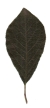 Pflaumenbaum, Blattoberseite