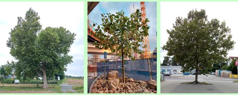 Gewöhnliche Platanen als Straßenbaum