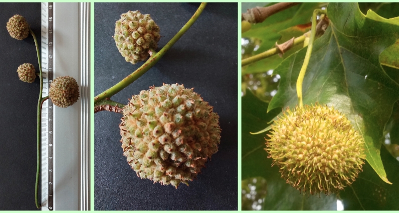 Frucht der Ahornblättrigen Platane