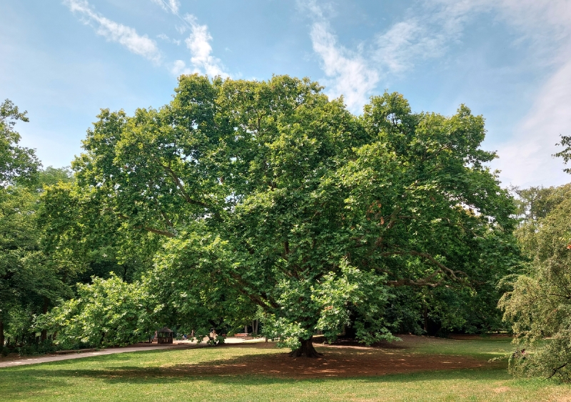 Morgenländische Platane