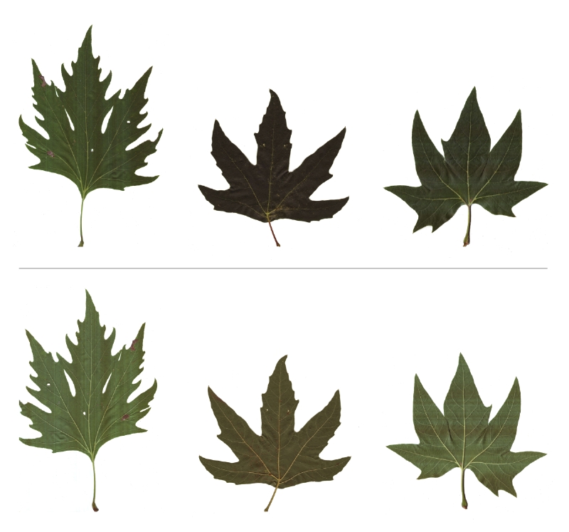 Blätter Ahornblättriger Platanen