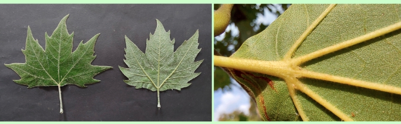 Morgenländische Platane: Blattbehaarung u. Verkahlung