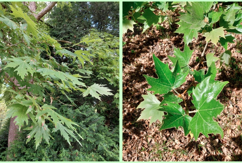 Morgenländische Platane: Blattwerke