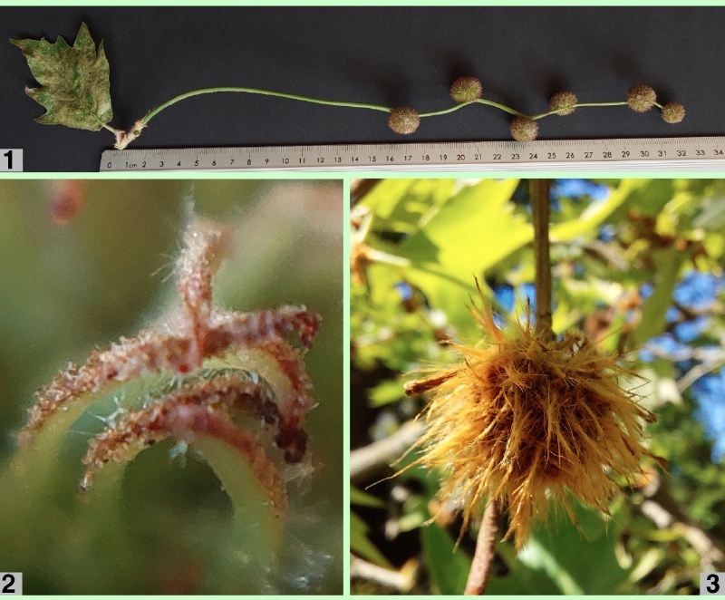 Morgenländische Platane: Fruchtdetails