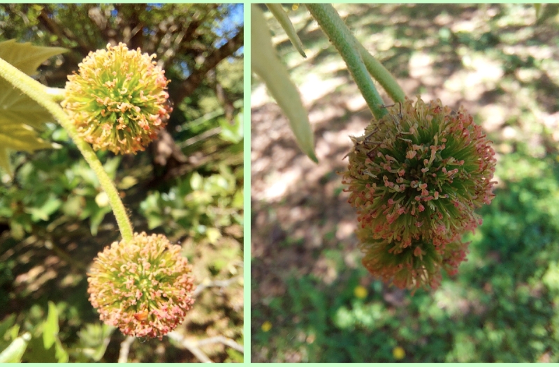 Morgenländische Platane: Weibliche Köpfchen
