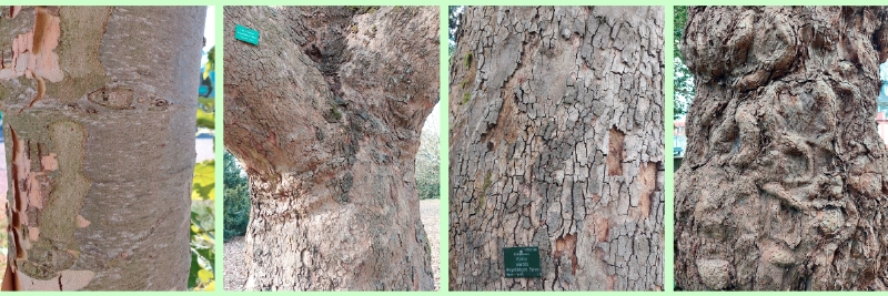 Borken von Morgenländischen Platanen