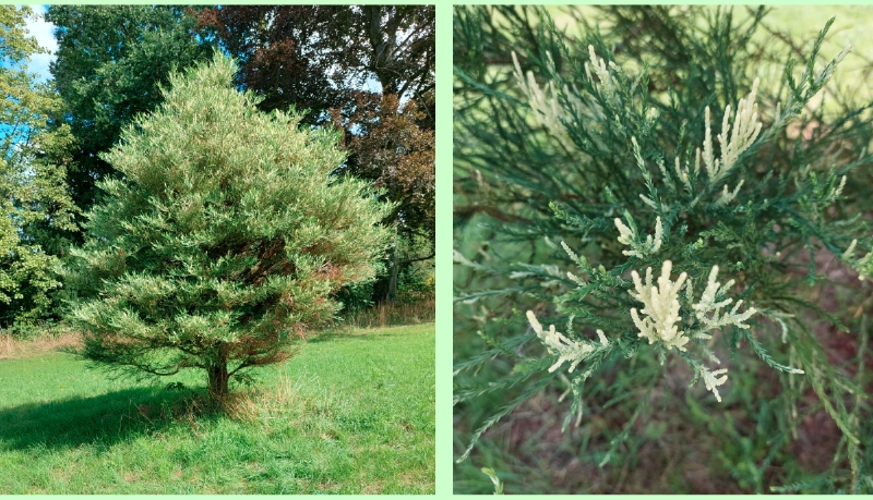 Riesenmammutbaum 'French Beauty'