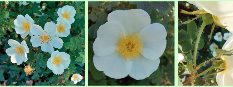 Bibernell-Rose: Blüten