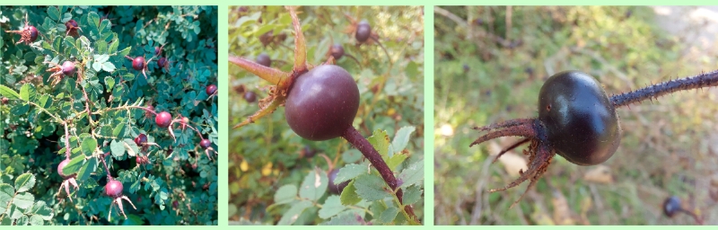 Bibernell-Rose: Früchte